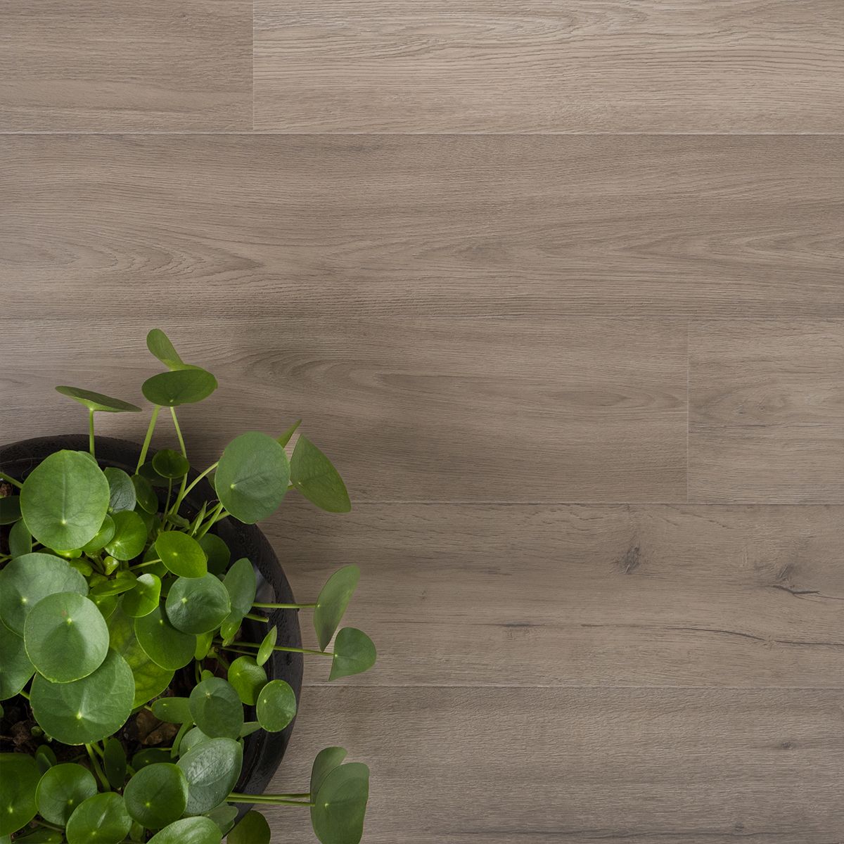 Douwes Dekker Solide plank marjolein