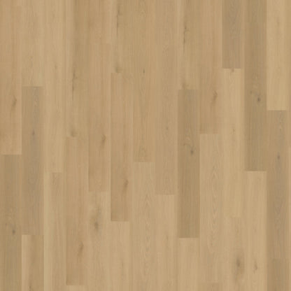 Belakos Borgo 300 dryback
