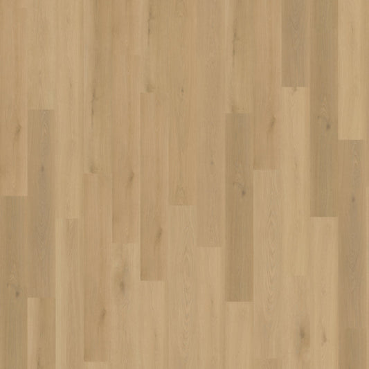 Belakos Borgo 300 dryback