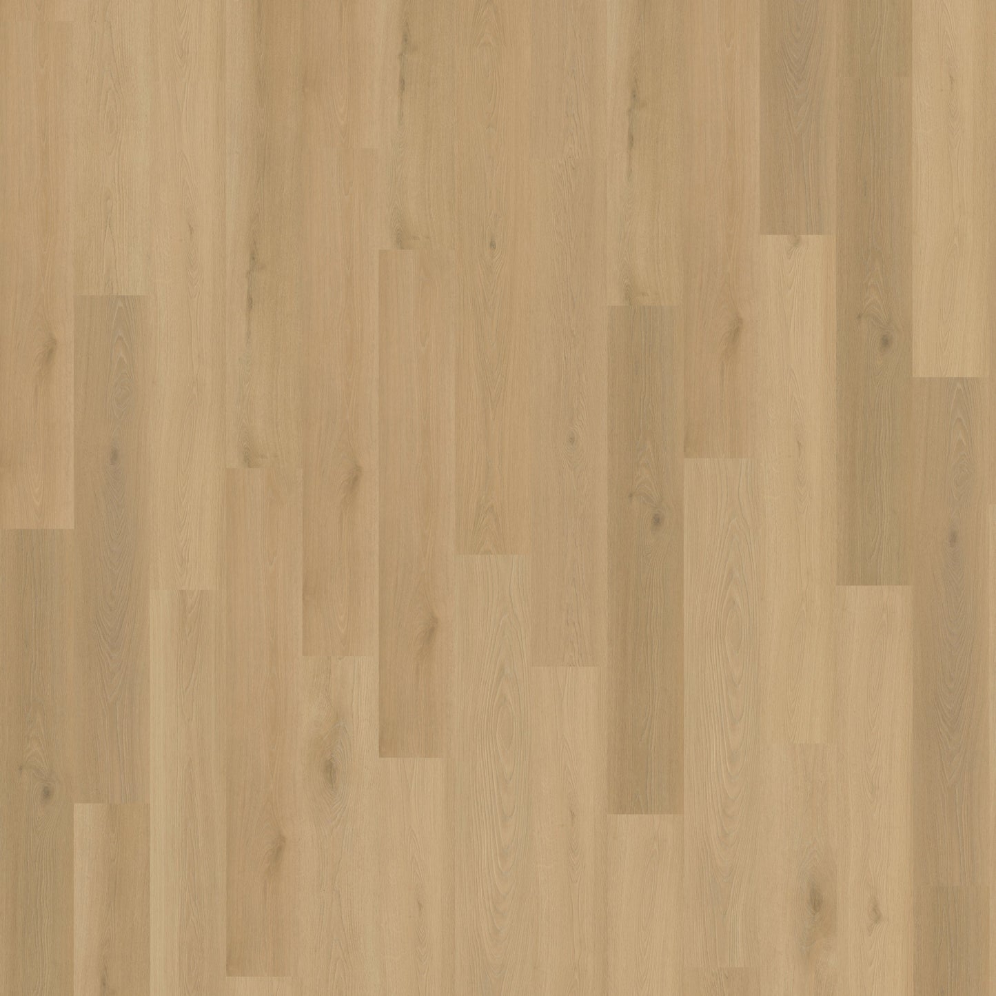 Belakos Borgo 300 | Rigid Click