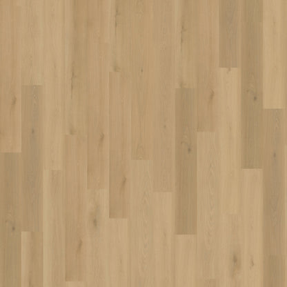 Belakos Borgo 300 | Rigid Click