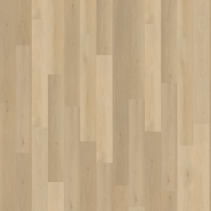 Belakos Borgo 310 dryback
