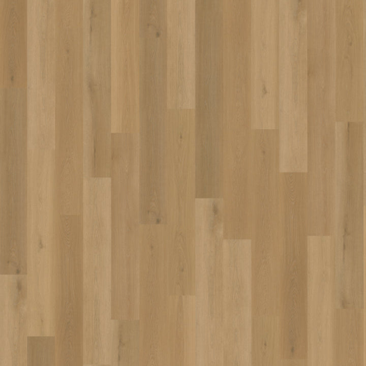 Belakos Borgo 320 dryback