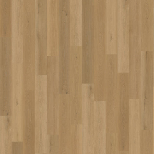 Belakos Borgo 320 dryback