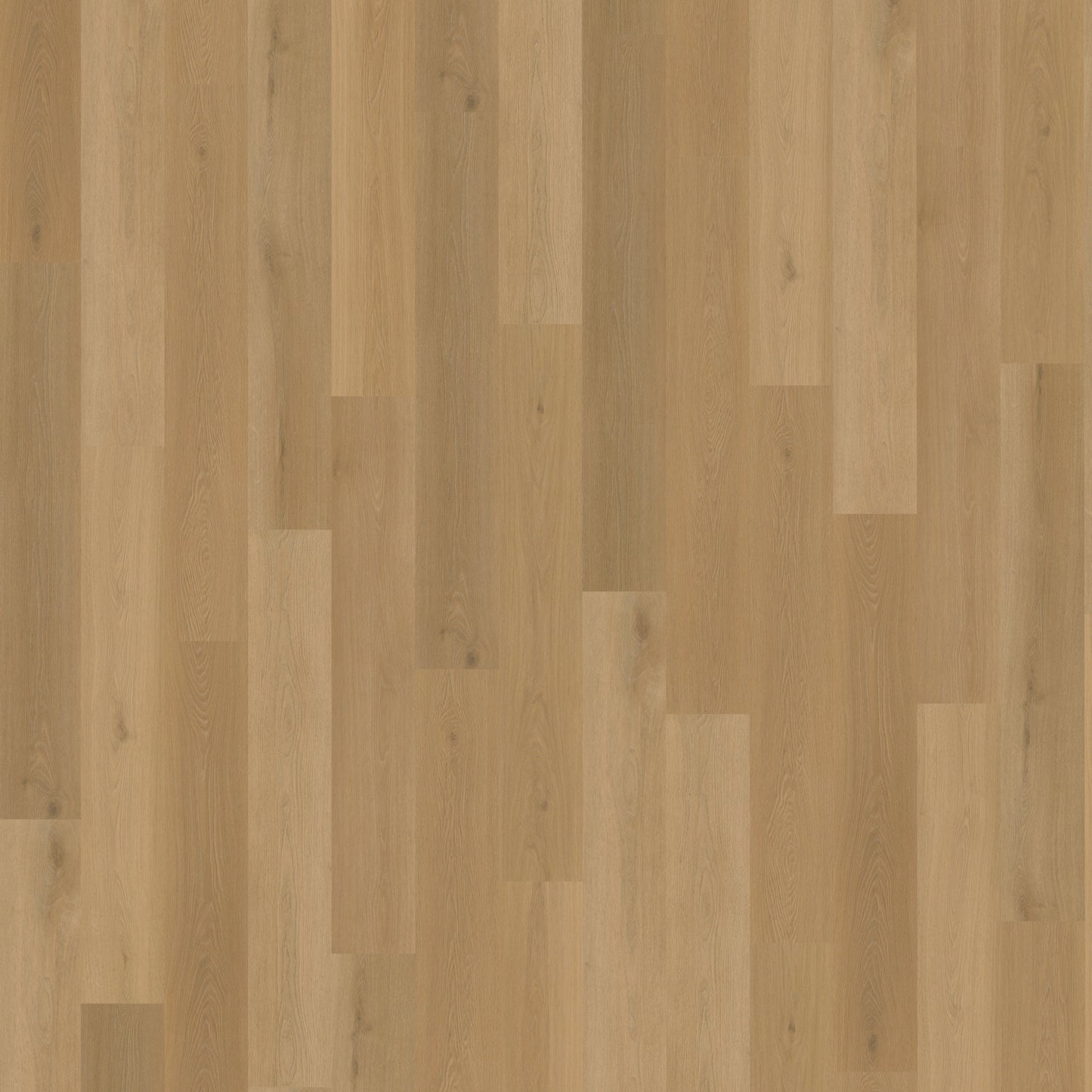 Belakos Borgo 320 | Rigid Click