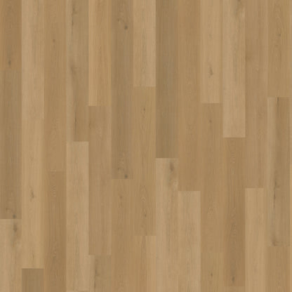 Belakos Borgo 320 | Rigid Click