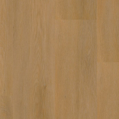 Ambiant Sentima dryback dark oak